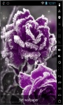 Frozen Purple Rose Live Wallpaper screenshot 1/2