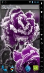 Frozen Purple Rose Live Wallpaper screenshot 2/2