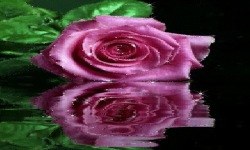 Pink Water Rose Live Wallpaper screenshot 2/3