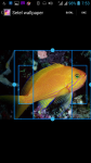 Fish HD Wallpaper Animation screenshot 3/4