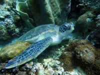 Sea Turtle Wallpaper screenshot 5/6
