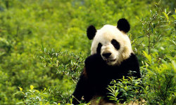 Best Cute Panda HD Wallpaper screenshot 1/6