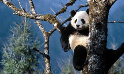 Best Cute Panda HD Wallpaper screenshot 2/6