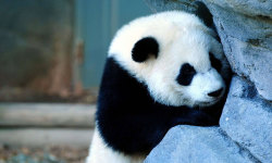 Best Cute Panda HD Wallpaper screenshot 3/6