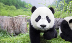 Best Cute Panda HD Wallpaper screenshot 5/6