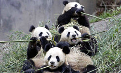 Best Cute Panda HD Wallpaper screenshot 6/6