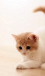 Amazing Cute Cats HD Wallpaper screenshot 6/6