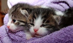 Cats and Kittens Wallpapers screenshot 2/4