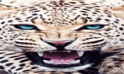 Leopard Roaring Live Wallpaper screenshot 2/3