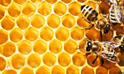 Honeycomb HD wallpapers screenshot 1/1