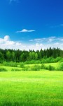 Stunning images of green forest wallpaper screenshot 6/6