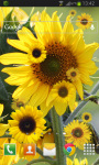 Sunflower Live Wallpaper HD screenshot 2/2
