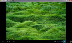 Green Wallpaper screenshot 4/4