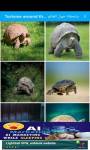 Tortoise around the world 4K سلحفاة   screenshot 1/6
