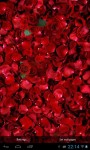 Red Roses screenshot 3/4