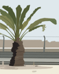 Palm In Desertt screenshot 1/1