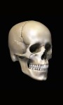 Skull 3D Free screenshot 1/4