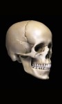 Skull 3D Free screenshot 2/4