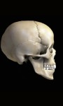 Skull 3D Free screenshot 3/4