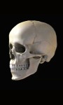 Skull 3D Free screenshot 4/4