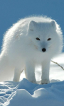 Arctic fox Image Wallpaper screenshot 3/4