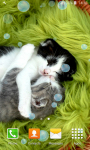 Sweet Kittens Live Wallpapers screenshot 4/6