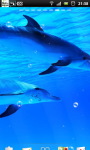 Underwater Swimming Dolphin Live Wallpaper screenshot 5/6
