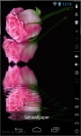 Fresh Pink Rose Live Wallpaper screenshot 1/2
