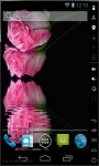 Fresh Pink Rose Live Wallpaper screenshot 2/2