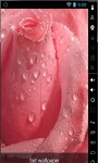 Soft Pink Rose Final Live Wallpaper screenshot 2/2