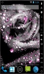 Gorgeous Grey Rose Live Wallpaper screenshot 1/2