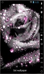 Gorgeous Grey Rose Live Wallpaper screenshot 2/2