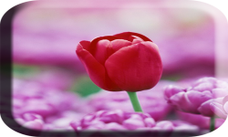 Images of Pink flower wallpaper  screenshot 3/4