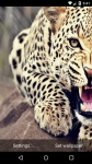 Beautiful Leopard Live Wallpaper HD screenshot 1/6
