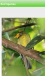 Bird Species screenshot 5/6