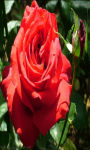 Red rose bud Wallpaper HD screenshot 1/3