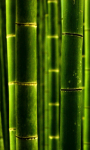 Bamboo Live Wallpaper screenshot 1/3