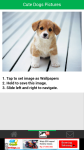 Cute Dogs Pictures screenshot 3/6
