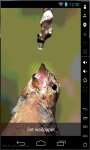 Thirsty Bird Live Wallpaper screenshot 1/2