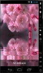 Cherry Blossoms Reflection Live Wallpaper screenshot 2/2