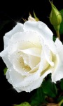 White Rose Shine LWP screenshot 1/3