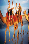 Rules to play Camel Riding screenshot 2/4