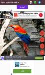 Parrot around the world 4k  screenshot 6/6