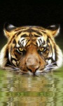 Tiger River Live Wallpape screenshot 1/3