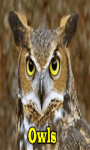 Owls screenshot 1/3