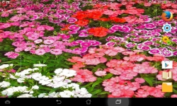 Amazing Flowers screenshot 4/6