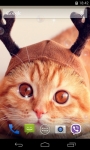Cute Cats Live Wallpaper 3D screenshot 2/4