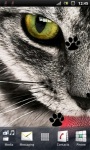 Grey Cat Live Wallpaper screenshot 1/3