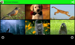 Wild Animal Wallpapers screenshot 2/6
