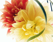 Beautiful Flowers Wallpapers HD screenshot 3/6